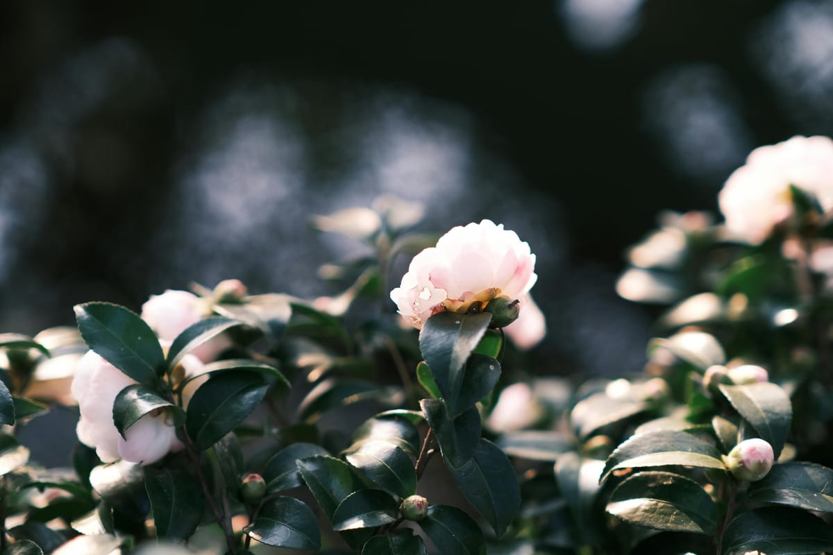 二十四番花信风，寒冬里的“花期有约